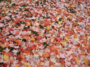 fallen leaves